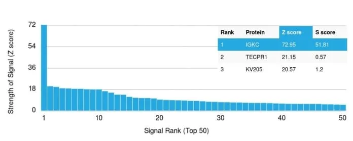 Anti-Human Kappa Light Chain (B-Cell Marker) (rKLC264), Biotin conjugate - image 3