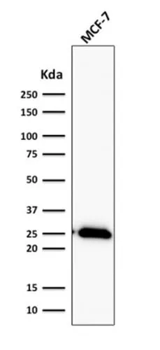 Anti-Bcl-2 (Apoptosis & Follicular Lymphoma Marker) (BCL2/2210R), Biotin conjugate - image 3