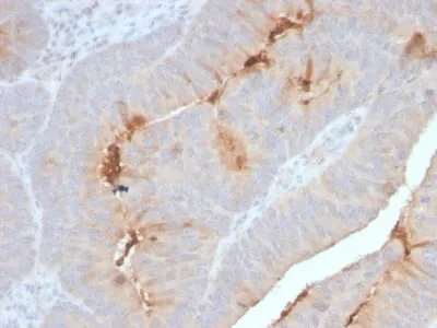 Anti-Serum Amyloid A (SAA/2868R), Biotin conjugate - image 1