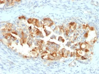 Anti-Mesothelin (Mesothelial Marker) (MSLN/2131), Biotin conjugate - image 2