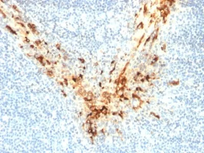 Anti-Mesothelin (Mesothelial Marker) (MSLN/2131), Biotin conjugate - image 3