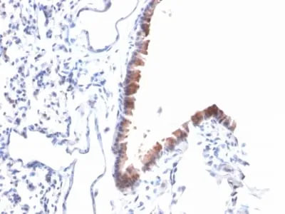 Anti-Mesothelin (Mesothelial Marker) (MSLN/2131), Biotin conjugate - image 5