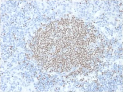 Anti-PAX5 / BSAP (Early B-Cell Marker) (PCRP-PAX5-1B7), Biotin conjugate - image 1