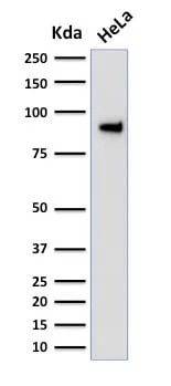 Anti-TLE1 (Synovial Sarcoma Marker) (TLE1/2051), Biotin conjugate - image 3