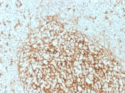 Anti-CD14 (Monocyte / Macrophage Marker) (LPSR/2386), Biotin conjugate - image 2