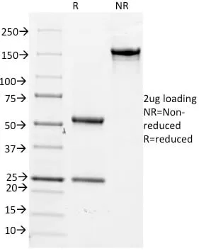 Anti-CD14 (Monocyte / Macrophage Marker) (LPSR/2386), Biotin conjugate - image 3