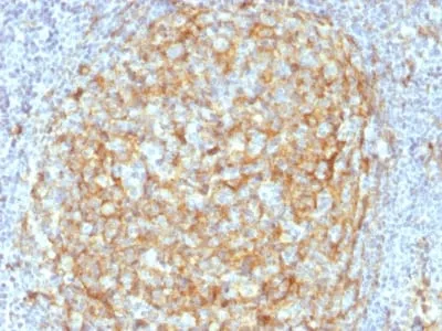 Anti-CD14 (Monocyte / Macrophage Marker) (LPSR/2386), Biotin conjugate - image 1