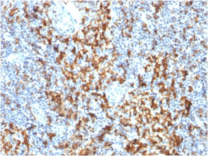 Anti-CD163 (Monocyte & Macrophage Marker) (M130/1210), Biotin conjugate - image 1