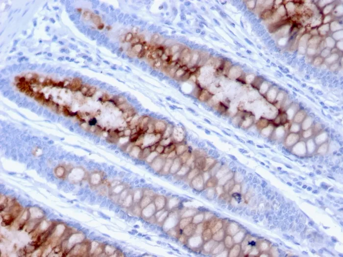 Anti-MUC4 (Mucin 4 / Gastric Mucin)(MUC4/3105), CF740 conjugate - image 1