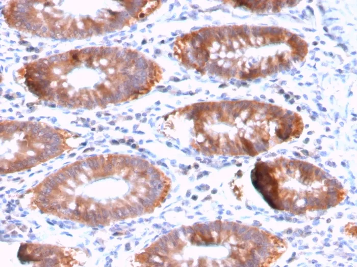 Anti-Aurora B (Proliferation Marker)(AURKB/3121R), CF740 conjugate - image 1