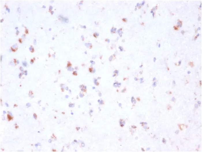 Anti-FCGRT / FcRn (IgG Transporter)(FCGRT/2932), CF740 conjugate - image 1