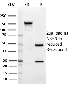 Anti-SIGLEC1 / CD169 / Sialoadhesin(HSn 7D2), CF740 conjugate - image 1