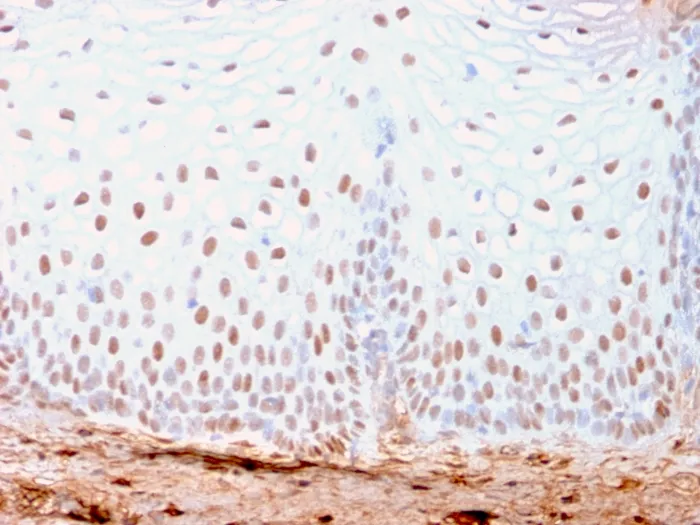 Anti-SOX2 (Embryonic Stem Cell Marker)(SOX2/3169R), CF740 conjugate - image 1