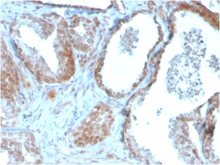 Anti-TIGIT / VSTM3 / VSIG9 (Immune Checkpoint for Cancer)(TIGIT/3106), CF740 conjugate - image 1