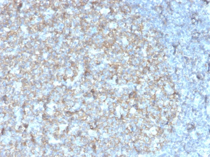 Anti-CD81 / TAPA-1 (rC81/3442), CF740 conjugate - image 2