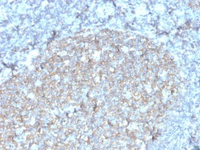 Anti-CD81 / TAPA-1 (rC81/3442), CF740 conjugate - image 1