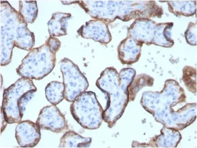Anti-Alkaline Phosphatase (Placental) / PLAP (Germ Cell Tumor Marker) (ALPP/2899R), CF405S conjugate - image 1