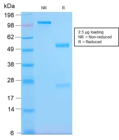 Anti-HLA-Pan (MHC II) (HLA-Pan/2967R), CF405S conjugate - image 2
