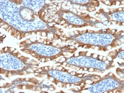 Anti-Cytokeratin 8 (KRT8) (KRT8/2174R), CF405S conjugate - image 1