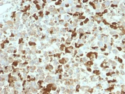 Anti-NGF-Receptor (p75) / CD271 (Soft Tissue Tumor Marker) (NGFR/2550R), CF405S conjugate - image 2