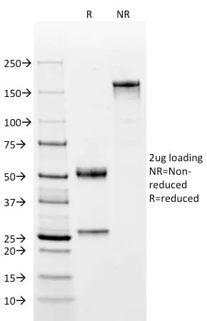 Anti-OCT-2 (POU2F2) (B-Cell Marker) (OCT2/2137), CF405S conjugate - image 5
