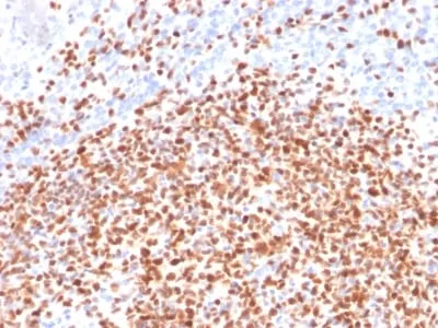 Anti-OCT-2 (POU2F2) (B-Cell Marker) (OCT2/2137), CF405S conjugate - image 1