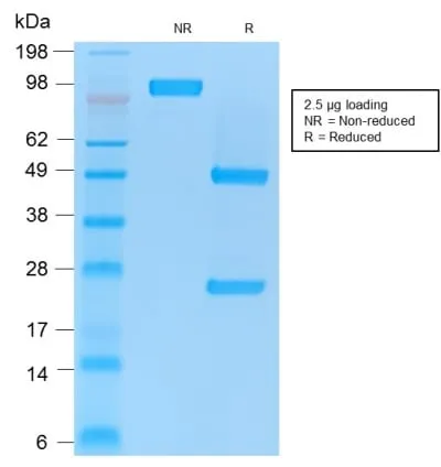 Anti-CD86 (Dendritic Cells Maturation Marker) (rC86/1146), CF405S conjugate - image 2