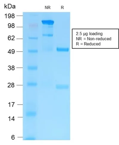 Anti-MMP9 (MMP9/2025R), CF405S conjugate - image 2