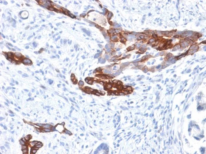 Anti-MUC6 (Mucin 6 / Gastric Mucin) (MUC6/1553R), CF405S conjugate - image 1