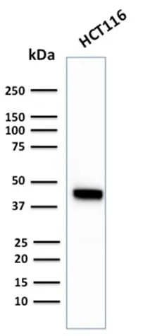Anti-Cytokeratin 18 (KRT18) (KRT18/2819R), CF405S conjugate - image 3