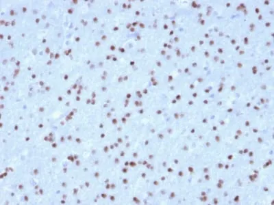 Anti-OLIG2 (Marker of Glial Brain Tumors) (OLIG2/2400), CF405S conjugate - image 1