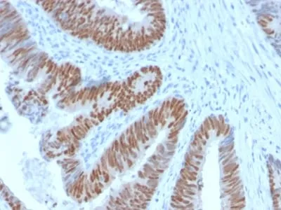 Anti-CDX2 (GI Epithelial Marker) (CDX2/2951R), CF488A conjugate - image 3