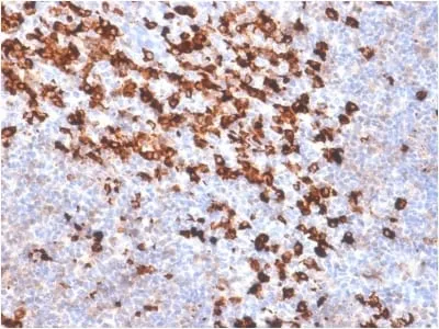 Biotin (Vitamin B7 or Vitamin H) (BTN/2032R), CF488A conjugate - image 1