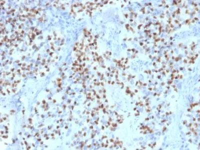 Anti-OCT-2 (POU2F2) (B-Cell Marker) (OCT2/2136), CF488A conjugate - image 2