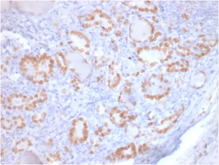 Anti-TTF-1 / NKX2.1 (Thyroid & Lung Epithelial Marker) (rNX2.1/690), CF488A conjugate - image 1