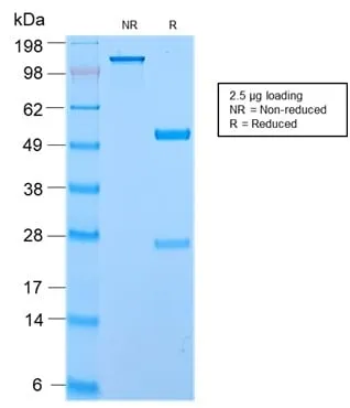 Anti-Secretory Component / ECM1 (ECM1/2889R), CF488A conjugate - image 2