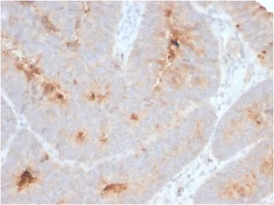 Anti-Secretory Component / ECM1 (ECM1/2889R), CF488A conjugate - image 1