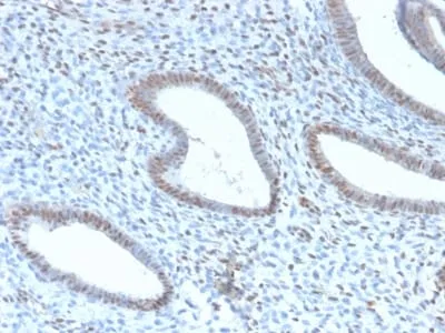 Anti-TLE1 (Synovial Sarcoma Marker) (TLE1/2946R), CF488A conjugate - image 1