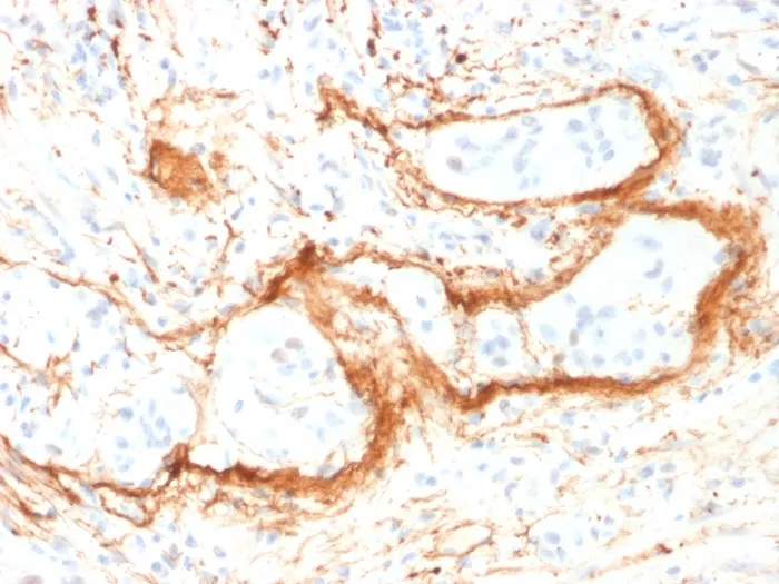 Anti-Elastin (ELN) (Marker of Arterial Stiffness and Atherosclerosis) (ELN/1981), CF488A conjugate - image 1