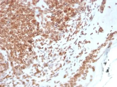 Anti-Emerin (Papillary Thyroid Carcinoma and EDMD Marker) (EMD/2168), CF488A conjugate - image 2