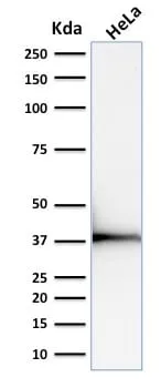 Anti-Emerin (Papillary Thyroid Carcinoma and EDMD Marker) (EMD/2168), CF488A conjugate - image 4