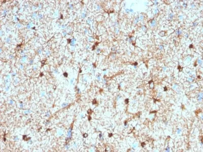 Anti-GFAP (Astrocyte & Neural Stem Cell Marker) (GFAP/2076), CF488A conjugate - image 1