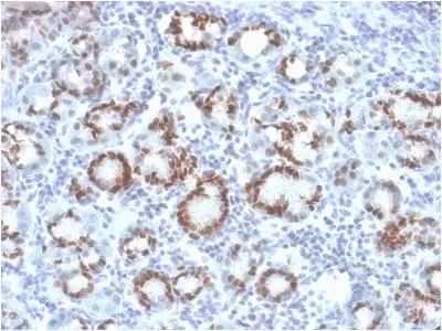 Anti-SOX9 / SRY-box 9 (SOX9/2387), CF488A conjugate - image 2