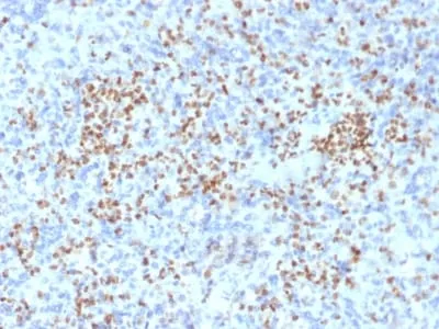 Anti-PU.1 (SPI-1) (B-Cell Marker) (PU1/2146), CF488A conjugate - image 4