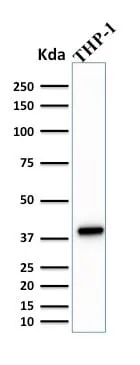 Anti-PU.1 (SPI-1) (B-Cell Marker) (PU1/2146), CF488A conjugate - image 5