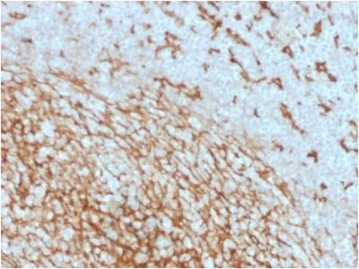 Anti-CD14 (Monocyte / Macrophage Marker) (LPSR/2408), CF488A conjugate - image 2