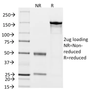 Anti-CD14 (Monocyte / Macrophage Marker) (LPSR/2408), CF488A conjugate - image 3