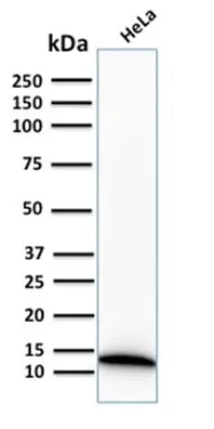 Anti-S100A4 (Marker of Tumor Metastasis) (S100A4/2750R), CF568 conjugate - image 3