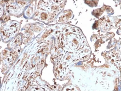 Anti-S100A4 (Marker of Tumor Metastasis) (S100A4/2750R), CF568 conjugate - image 1