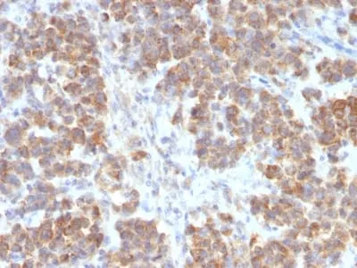 Anti-TNFS15 / VEGI (Vascular Endothelial Growth Inhibitor) (VEGI/2052R), CF568 conjugate - image 2